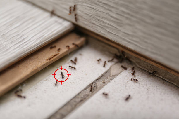 Best Pest Prevention Services  in Prosperity, SC