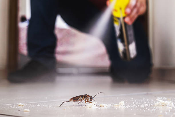 Best Local Pest Control Services  in Prosperity, SC